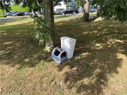 Katzen ausgesetzt